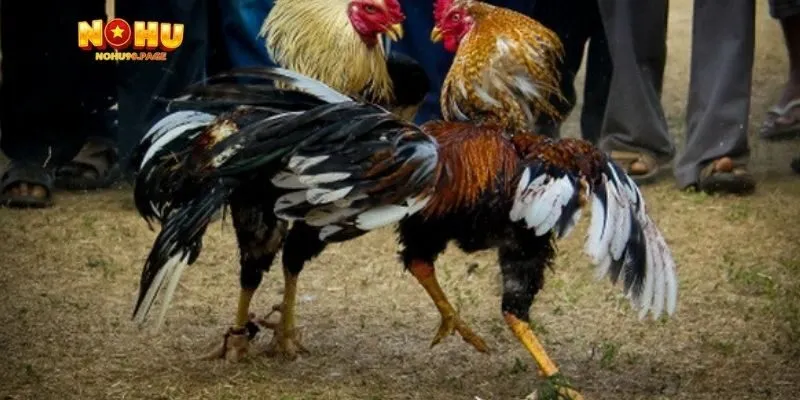 trận đá gà 5 tỷ